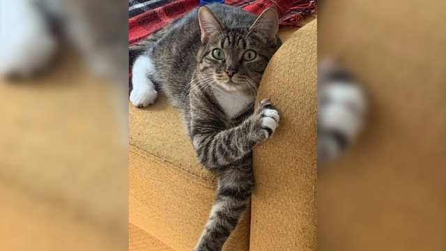 В аэропорту Внуково третий день разыскивают сбежавшего из переноски Котика