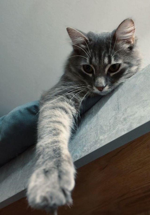 Кот Тихон