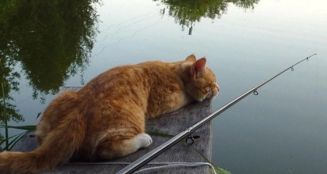 К котовторнику, 17 лет стукнуло меховому