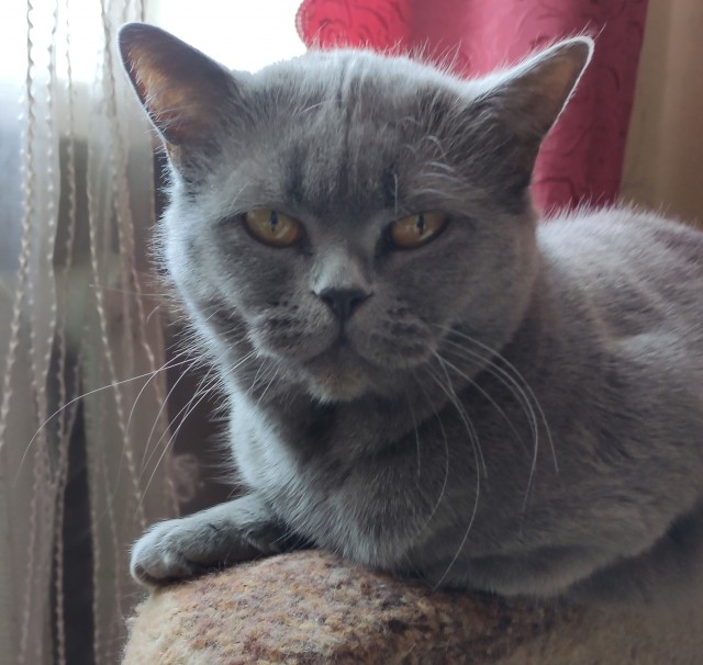 Мой котяра