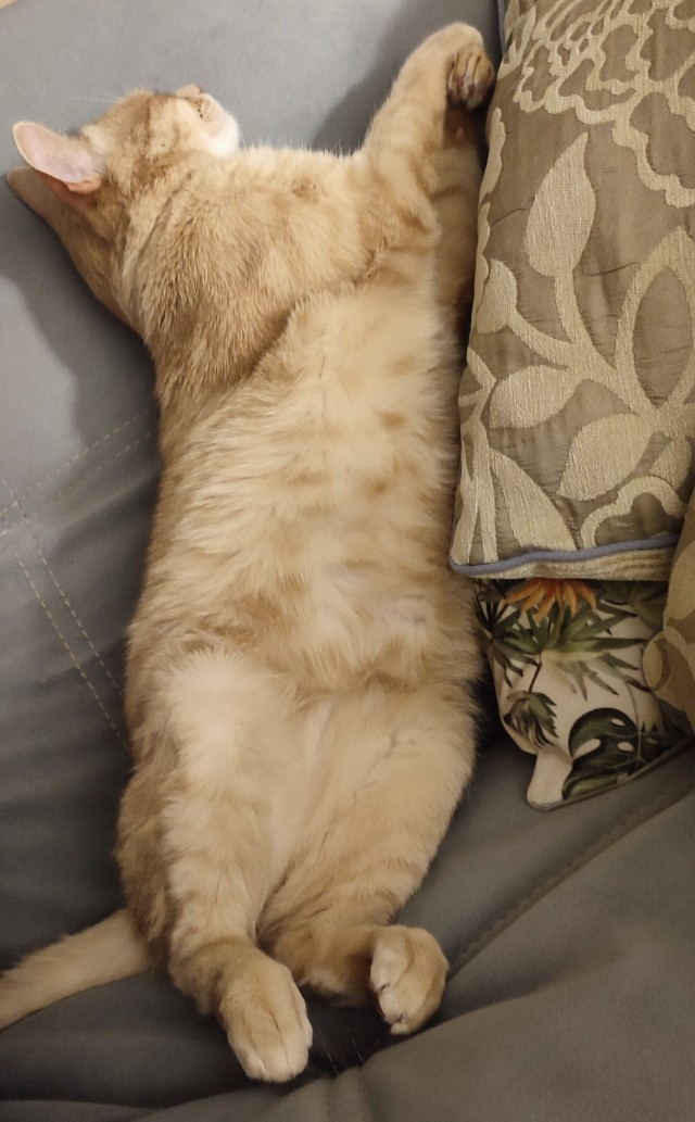 С котовторником ЯПовцы