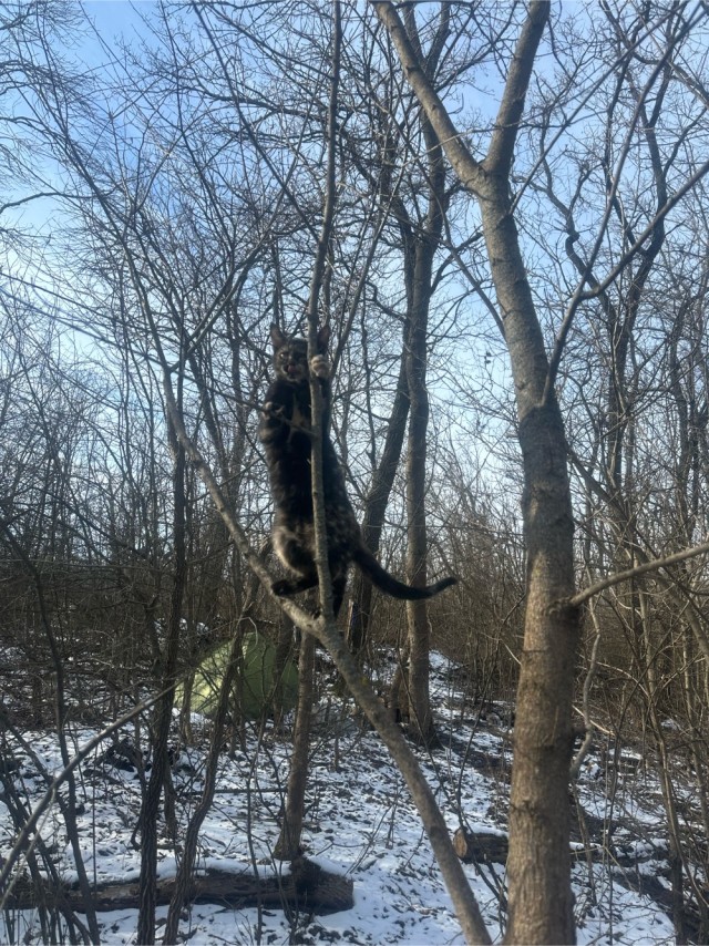 С Котовторником!