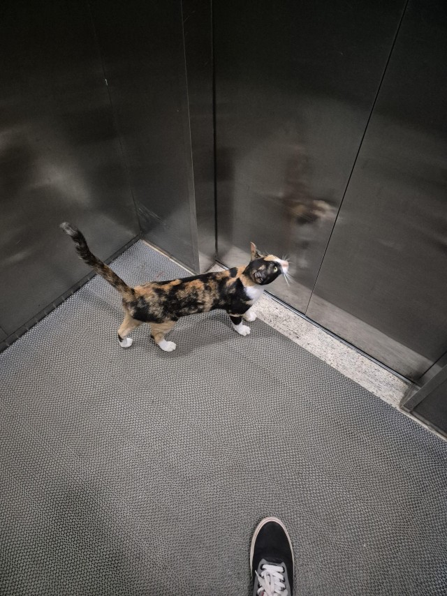 Система распределения кошек: доставка на дом