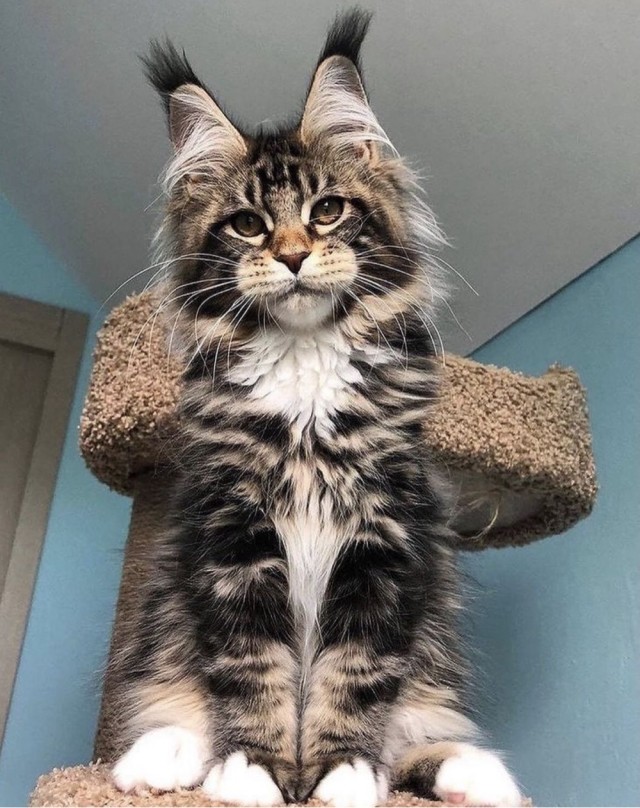 Котовторник! Успел!)