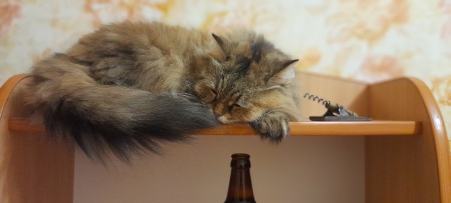 А я не смог без котика.