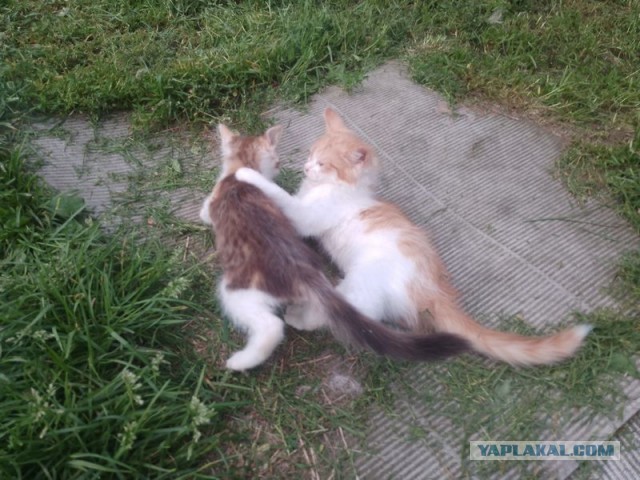 Жизнь домашнего приюта для котеек 552