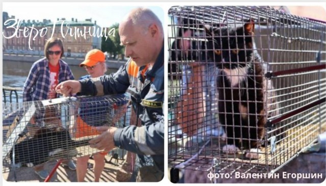 Свершилось: застрявшего на набережной Фонтанки кота удалось спасти
