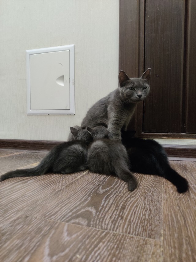 Сфинксы на улице Кошкина