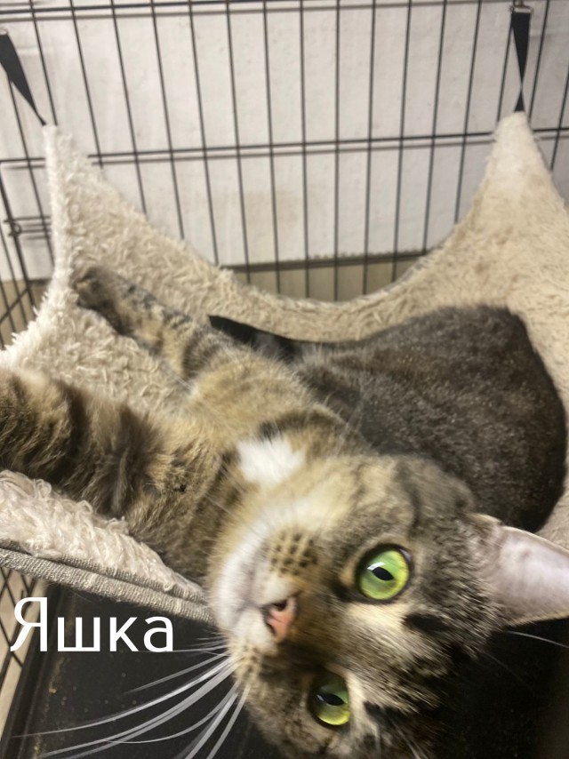 Жизнь домашнего приюта "Котоленд" 513