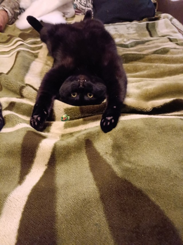 Котик в эпичной позе⁠⁠