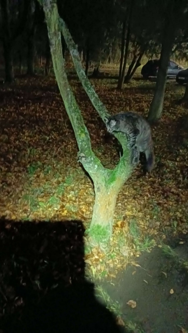 Клуб говорунов (литературный)