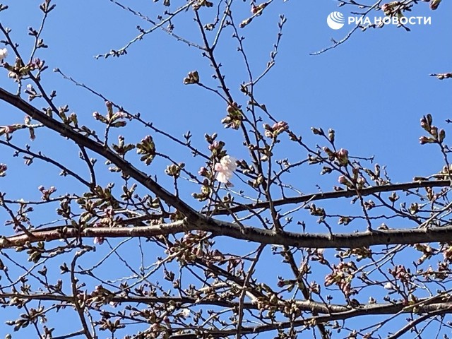 В Токио начался сезон цветения сакуры