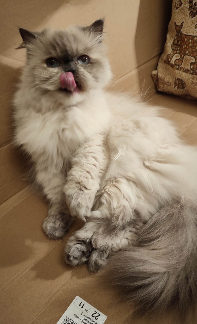 Котовторник