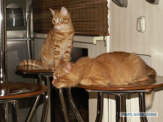 Котовторник  10.12.2013