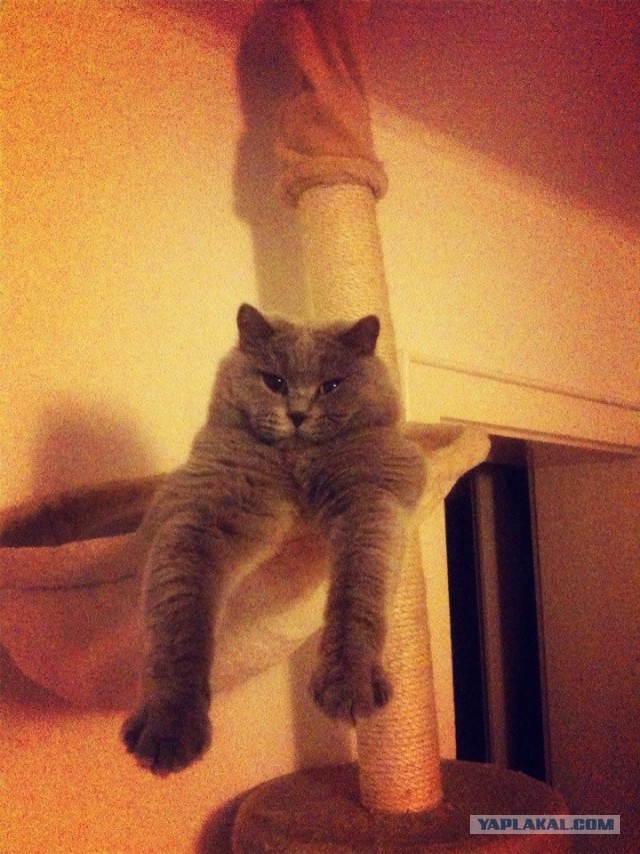 Котовторник 25.02.2014