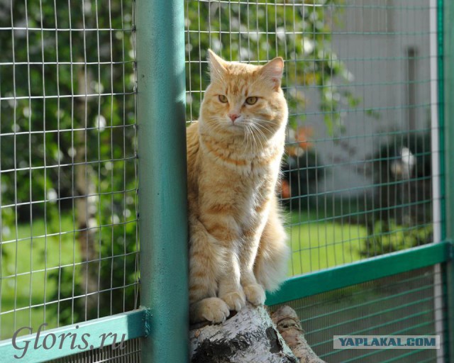 Котовторник 04.03.2014