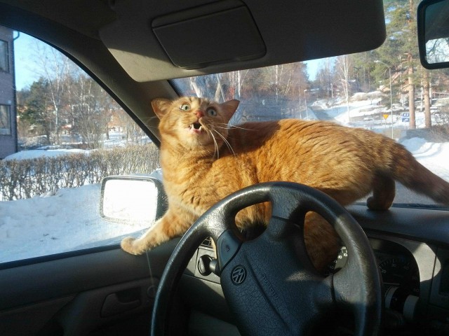 Котовторник 05.03.13