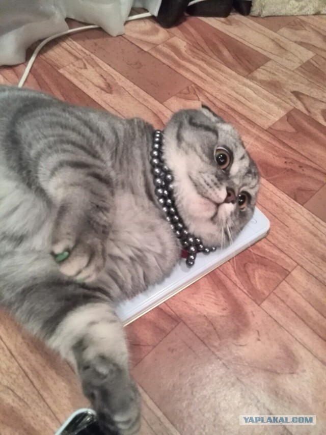 Завидую своему коту