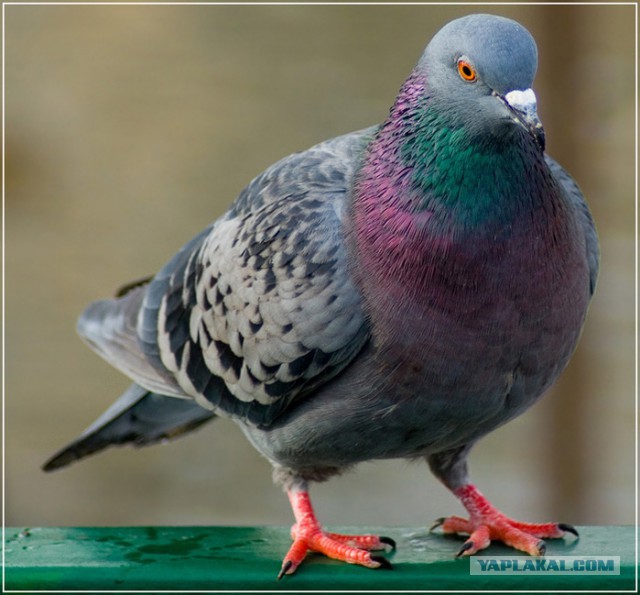 Коту помощь не нужна