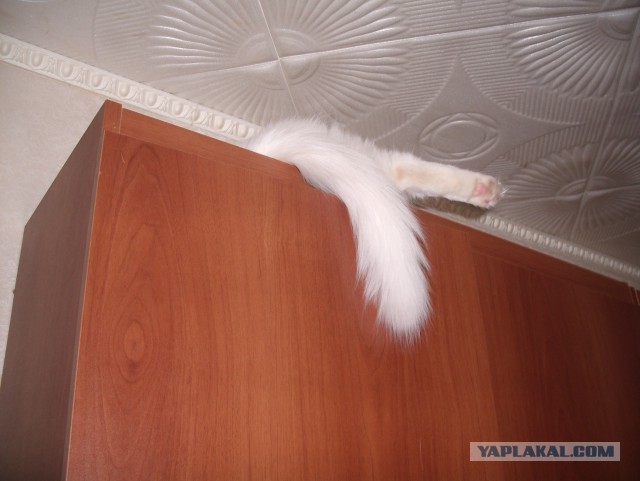 Смешные коты и кошки.