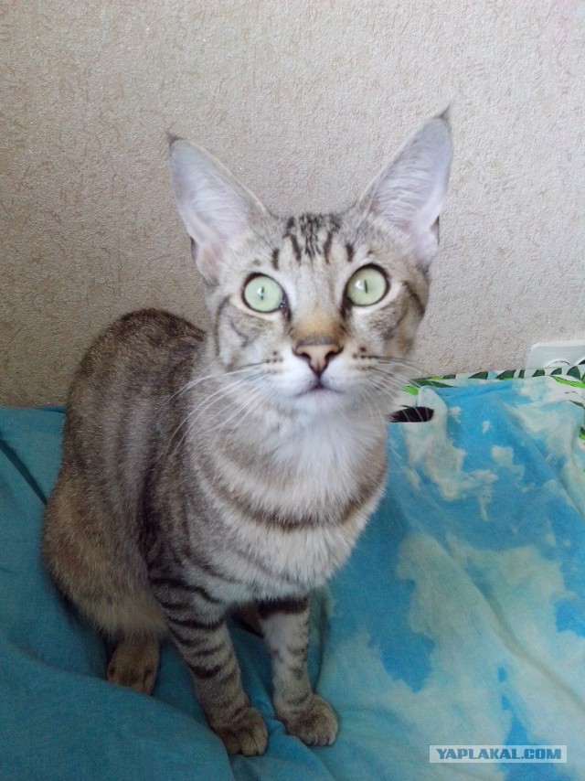 Котовторник 10.06.2014