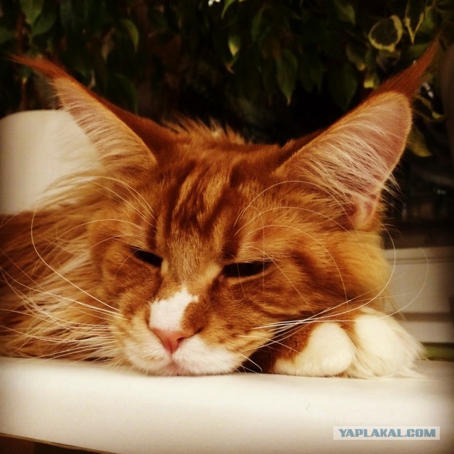 Котовторник 19.08.2014