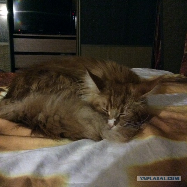 Котовторник 26.08.14.