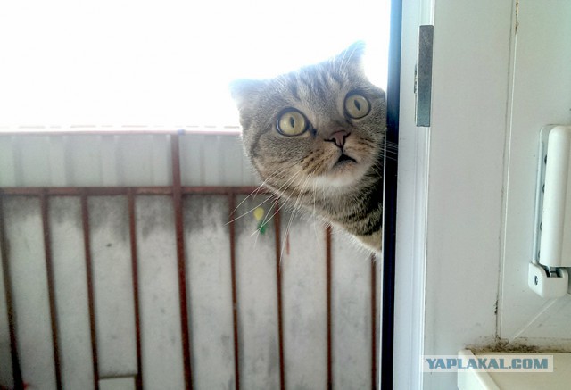 Котовторник 23.09.2014.