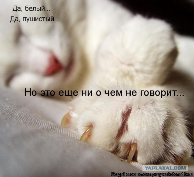 Комментарии из соцсетей, картинки