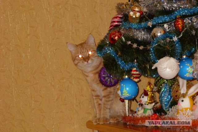 Котовторнику посвящается