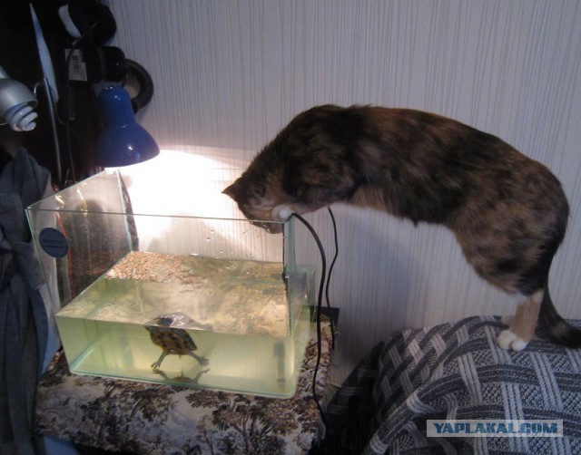 Котовторник 27.01.2015