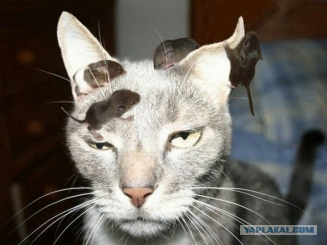 Если бы коты писали смс 2