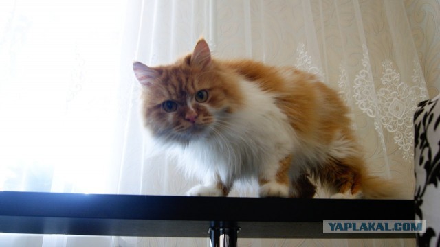 Котовторник 31.03.2015