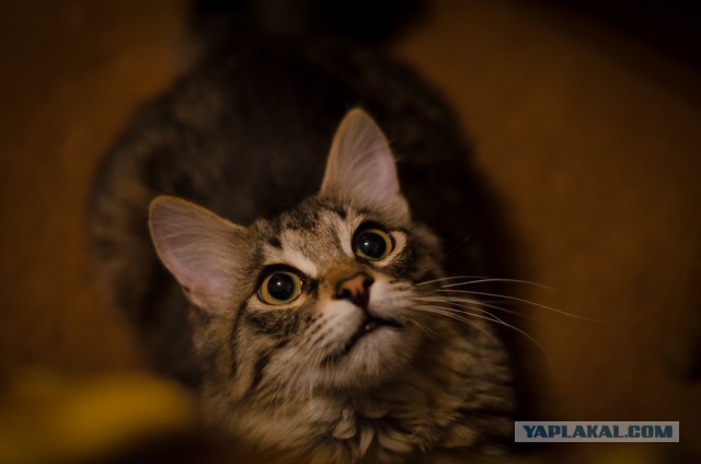 Котовторник 07 04 2015