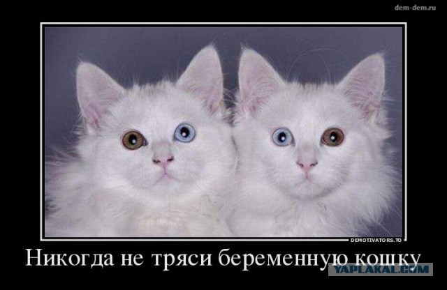 Котовторнику посвящается.