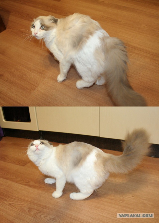 Котовторник