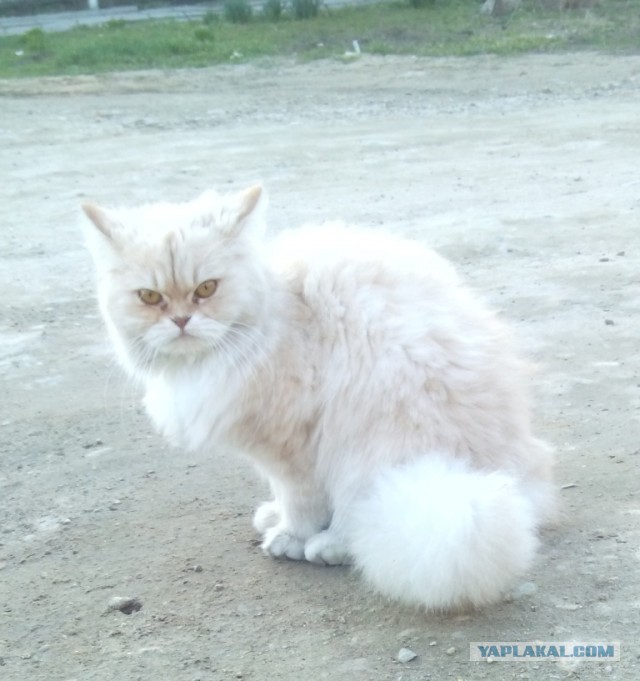 Котовторник   02.06.2015