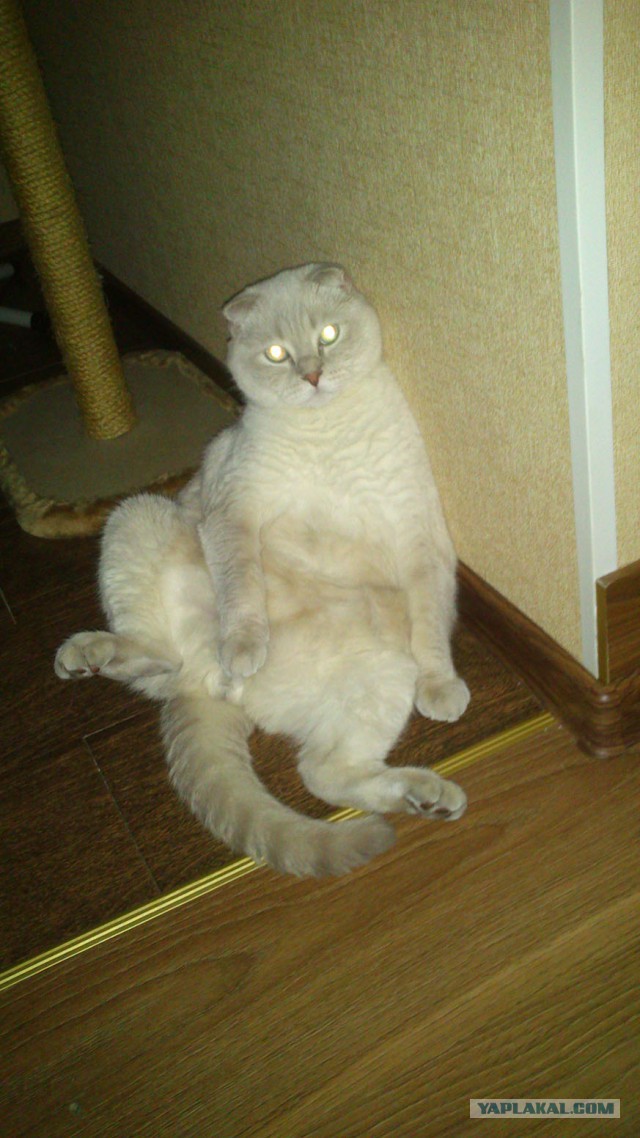 Котовторник 7.07.2015