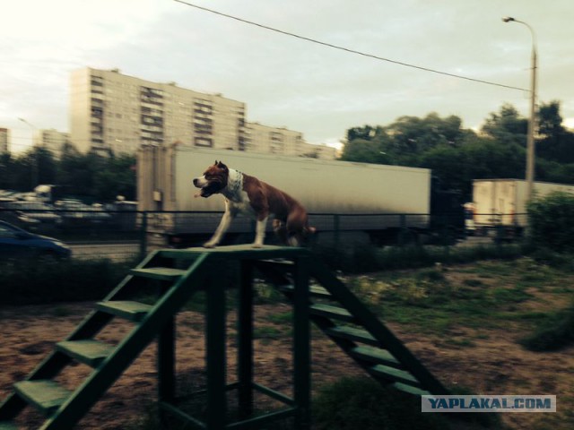 Собакочетверг