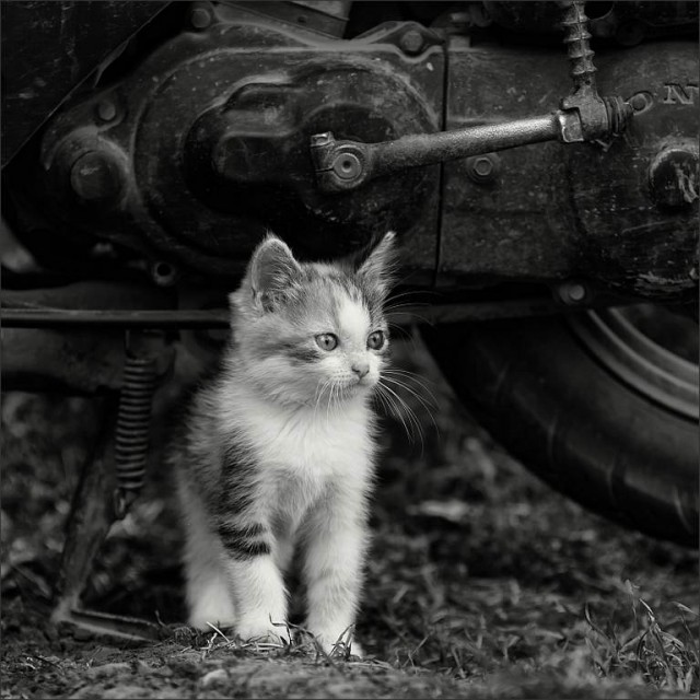 Котовторник 13.10.2015