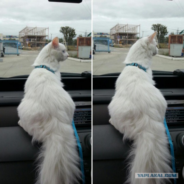 Котовторник 20.10.2015