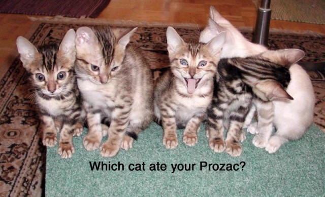 Коты, кошки, котята