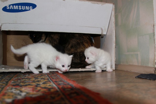 Котовторник 15.12.2015