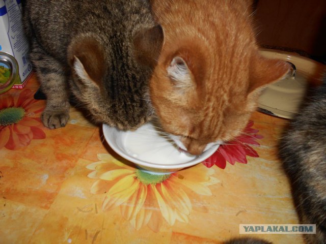 Жизнь домашнего приюта для котеек 95