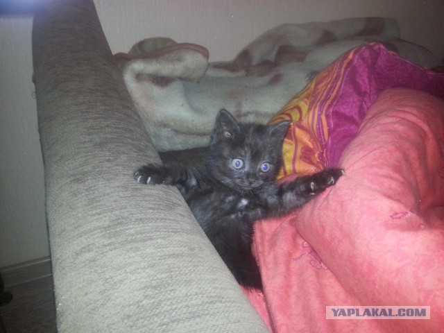 Котовторник 19.01.2016