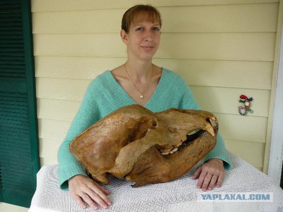 Раньше бурые медведи питались львами и тиграми