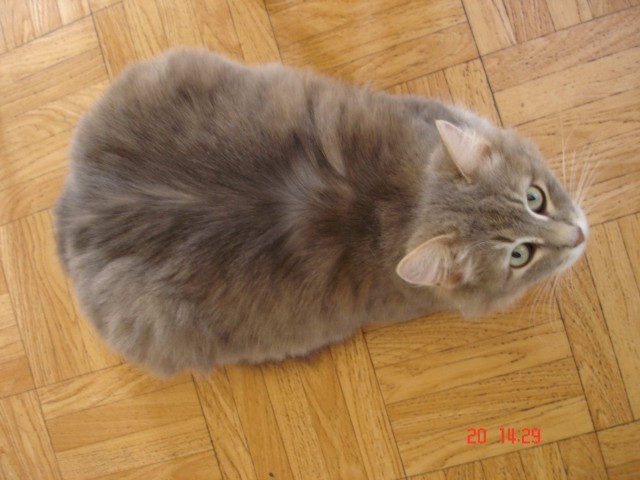 Коты из сети