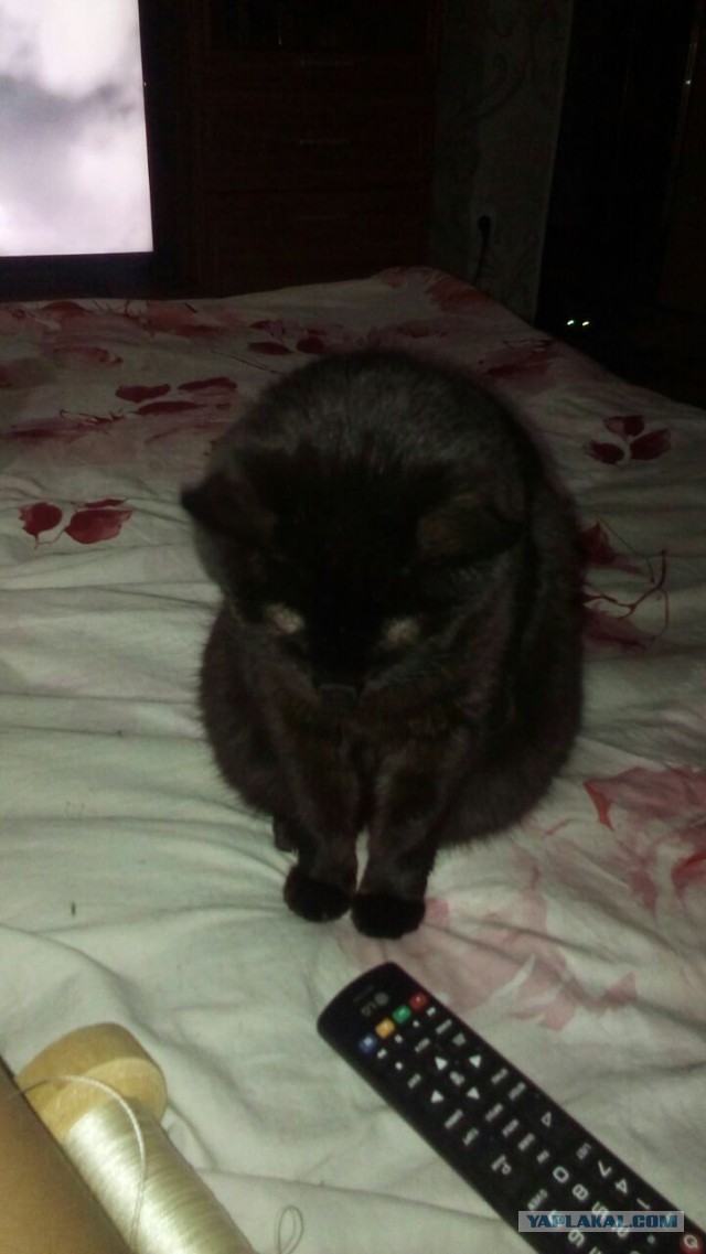 Котовтоник 29.11.2016.