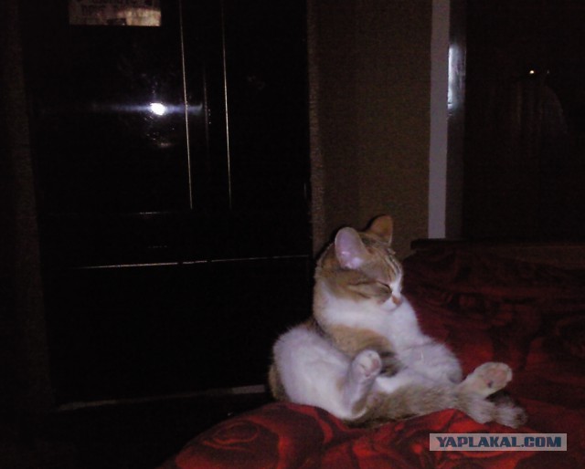 Котовторник 07.03.2017