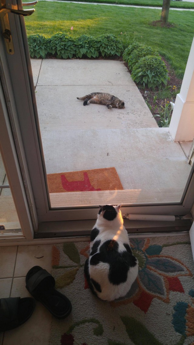 Коты и Кошки
